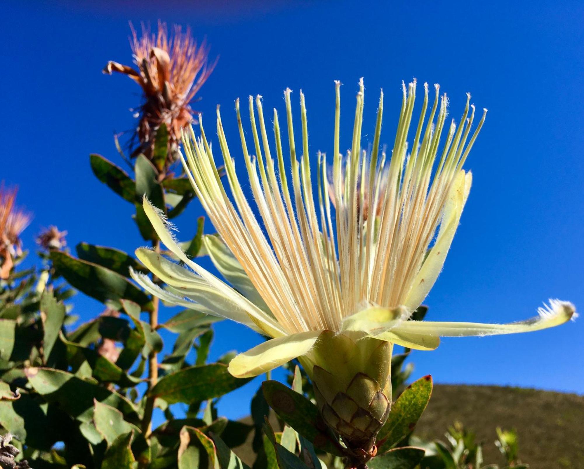The View Swellendam B&B Esterno foto
